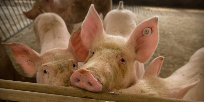 African Swine Fever