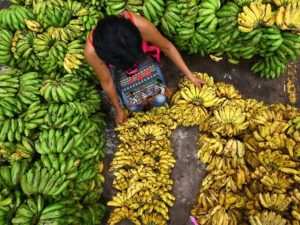 Philippine Bananas