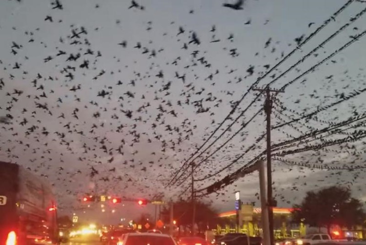 Terrifying End Times
