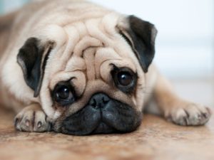 pug coronavirus