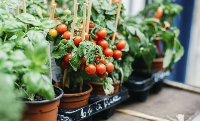 Grow Your Own Food At Home During Community Quarantine