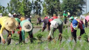 p5k cash aid farmers