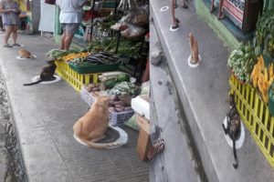 Stray Cats