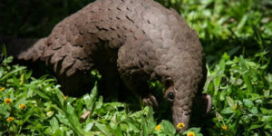 Pangolin
