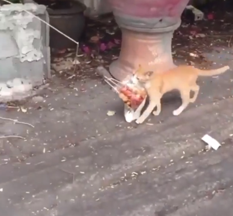 Hungry Cat