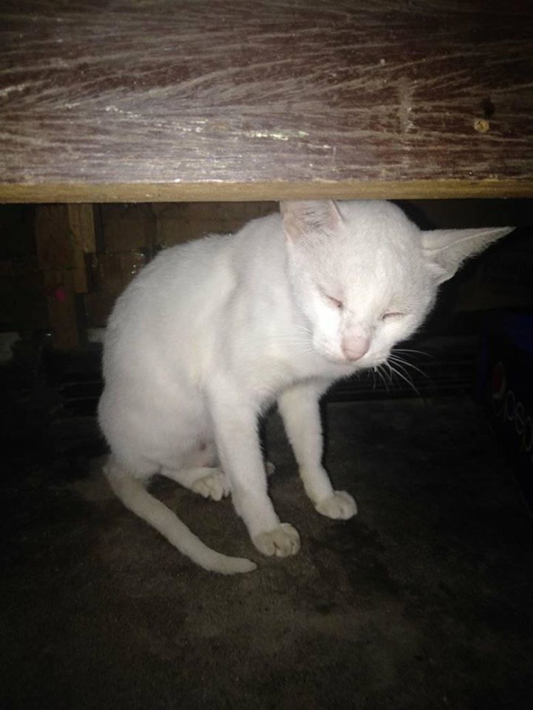 Hero Cat