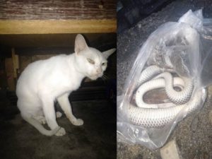 Hero Cat
