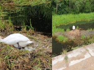 Mother Swan