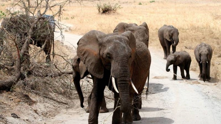 Hundreds Of Elephants Mysteriously Died In Botswana