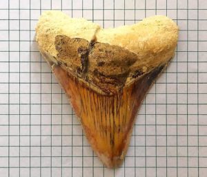Tooth Fossil of Megalodon Found in Bohol