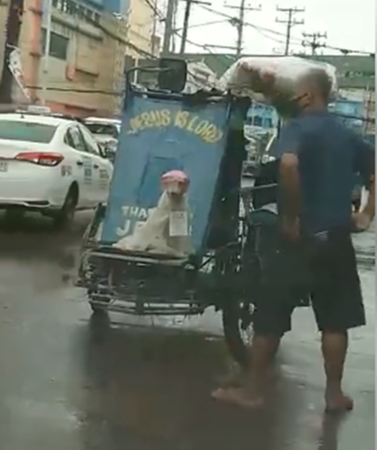 Pedicab Driver