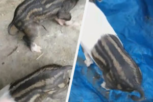 2 Piglets with Snake-colored Skin Born in Iloilo