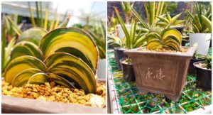 Did You Know that There's a Plant Worth 10 Million Pesos?