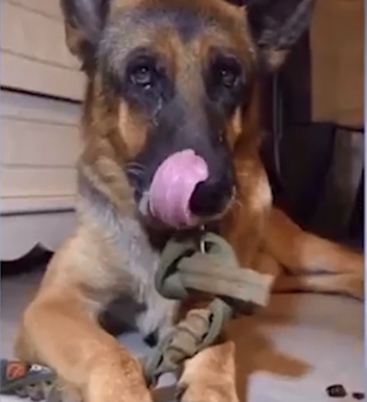 Dog