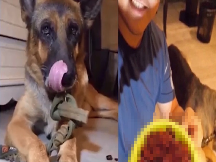 Dog Cries as Master Forced Him to Eat Chili Meal for New Challenge