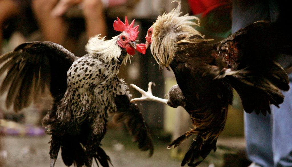 IATF Allows Cockfighting in Areas Under MGCQ