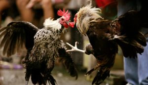 IATF Allows Cockfighting in Areas Under MGCQ