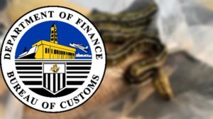 Reticulated Python Seized by Customs in NAIA