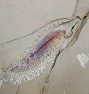 5 Eyed Fossil Shrimp