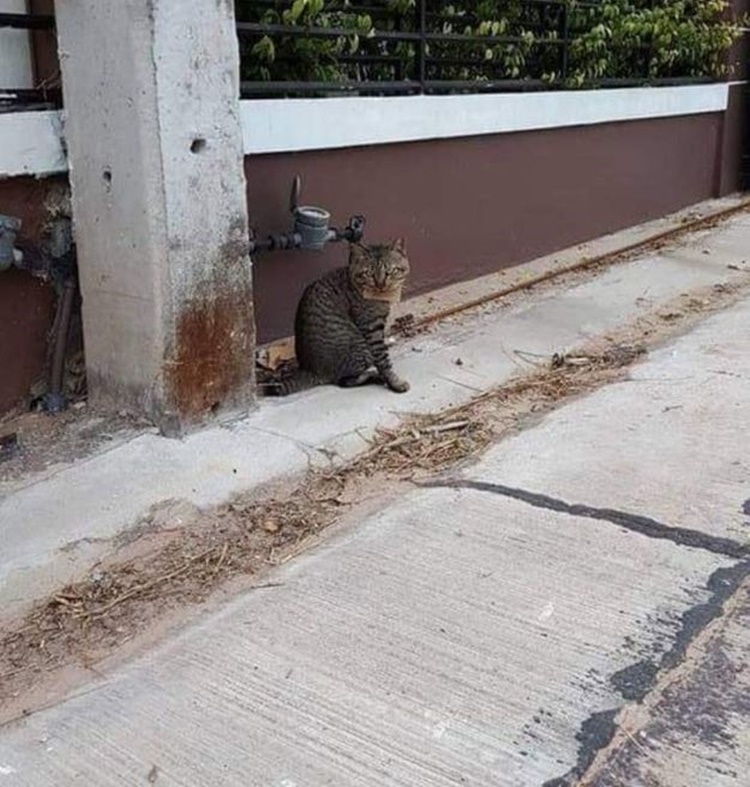 Cat Gone Missing