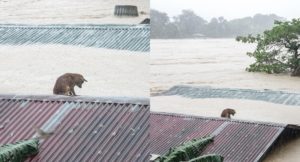 Dog Stuck on House Roof in Rizal, Catches Attention of Netizens