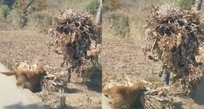 Pet Dog Helps Farmer Do Work, Carries Mouthful Of Heavy Cuttings