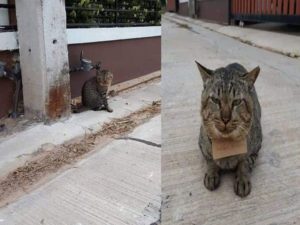 Cat Gone Missing