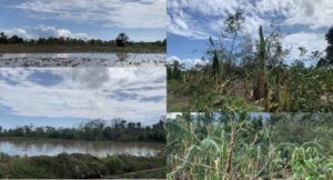 Ulysses Leaves Flooded Rice Fields and Destroyed Banana Farms in Quezon