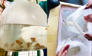 Ornamental Fish