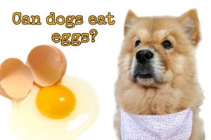 Can Dogs Eat Eggs