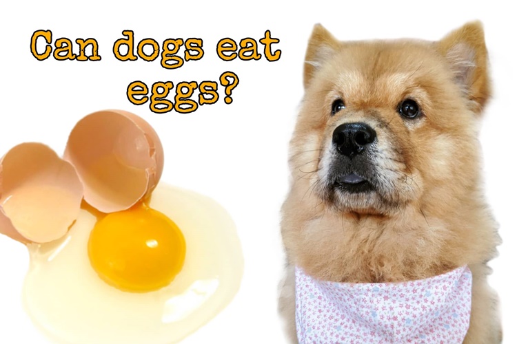 Can Dogs Eat Eggs?