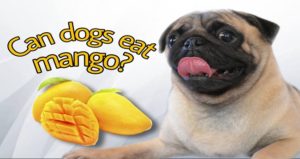 Can Dogs Eat Mango