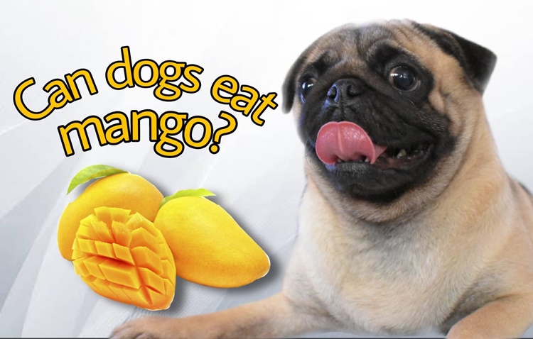 how much mango can a dog eat