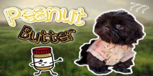 Can Dogs Eat Peanut Butter