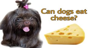 Can dogs eat cheese