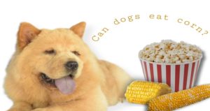 Can dogs eat corn