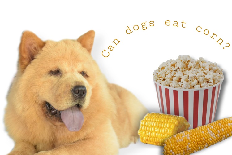 can dogs eat creamed corn