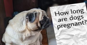 How Long Are Dogs Pregnant