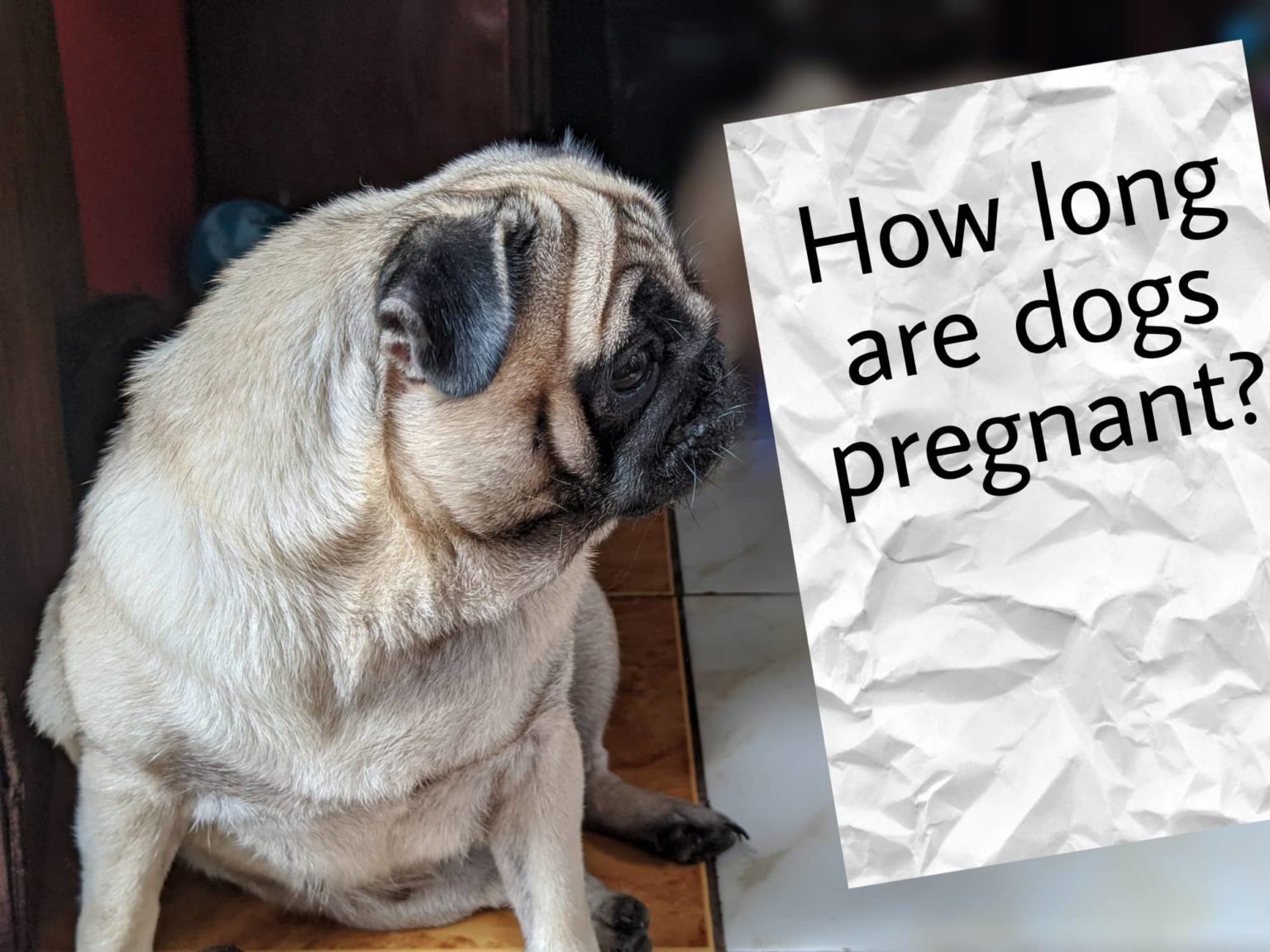 How Long Are Dogs Pregnant?