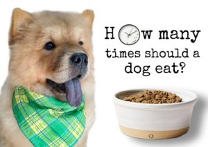 How Many Times Should A Dog Eat