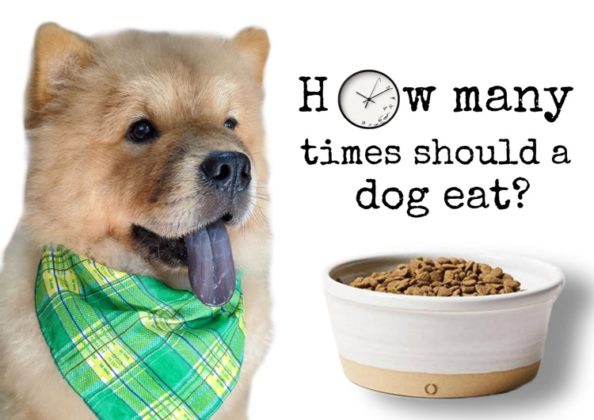 how-many-times-should-a-dog-eat