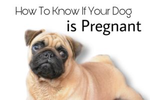 How To Know If Your Dog Is Pregnant