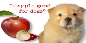 Is Apple Good for Dogs - Answer