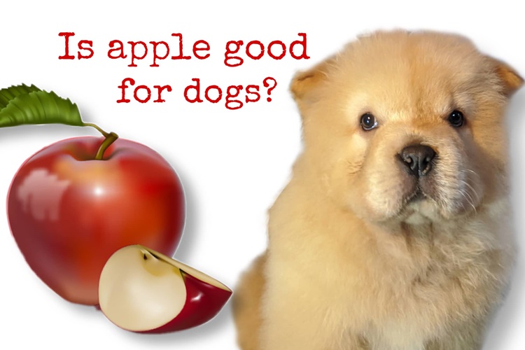 are apples good for dogs