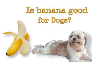 Is Banana Good for Dogs