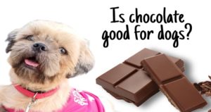 Is Chocolate Good For Dogs