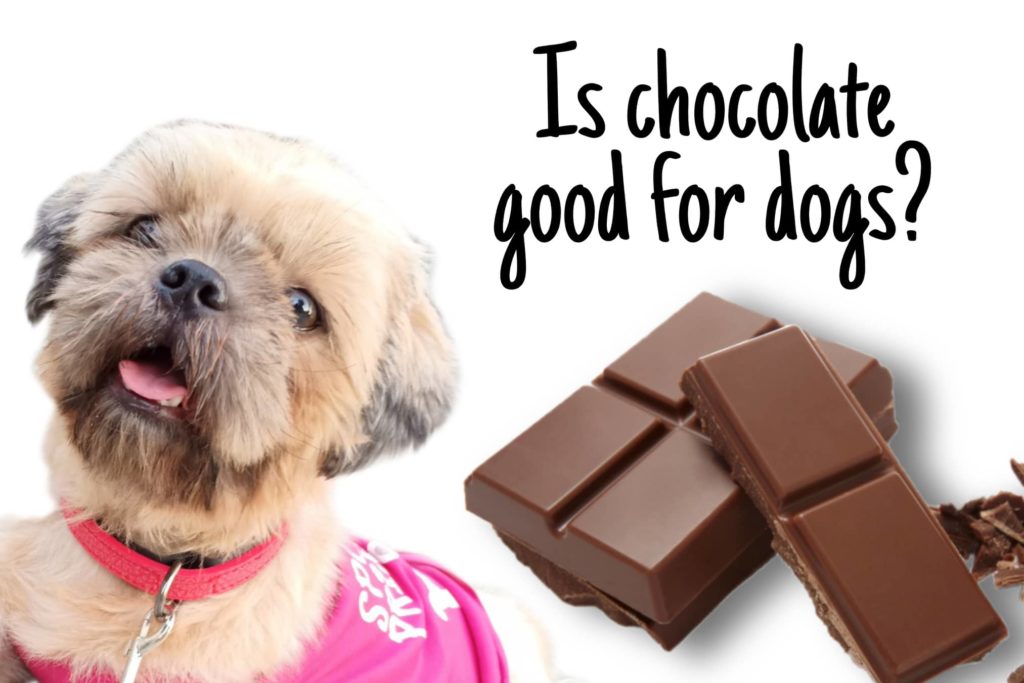 are dogs allowed a little bit of chocolate
