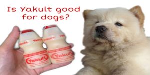 Is Yakult Good for Dogs