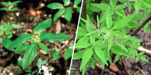 Tawa-tawa and Lagundi