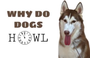 Why Do Dogs Howl